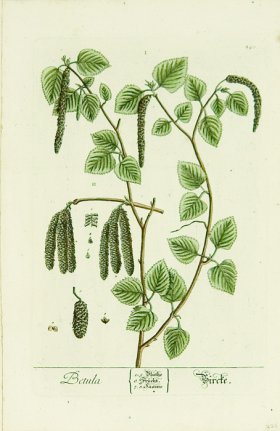 Blackwell German 232