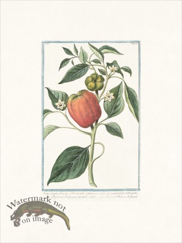 (image for) Bonelli 166 Capsicum fructu