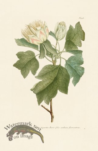 (image for) Weinmann Pl 998