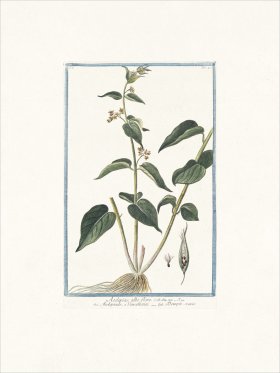 Bonelli 040 Dompte-venin