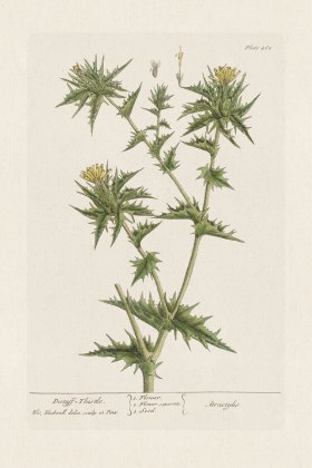 BEE 468 Distaff= Thistle