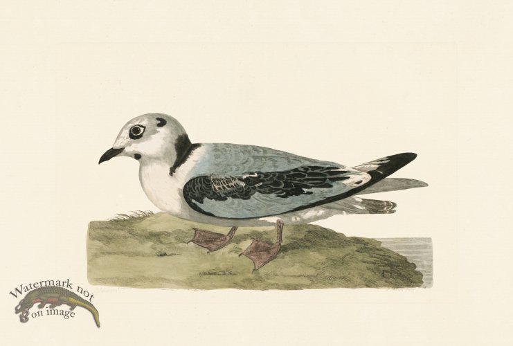 (image for) Pennant Zoology 054