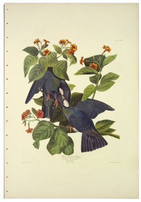 White-crowned Pigeon L.E.