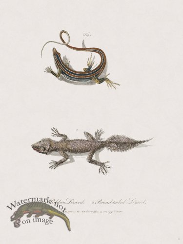 (image for) 32 New Holland Caffowary