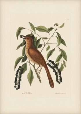 028 Fox Coloured Thrush