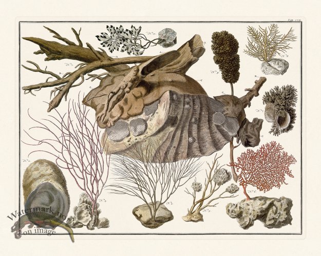 (image for) Seba B2 107 Coral