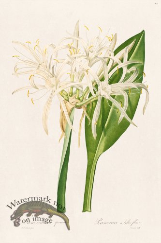 (image for) Les Liliacees Redoute 412