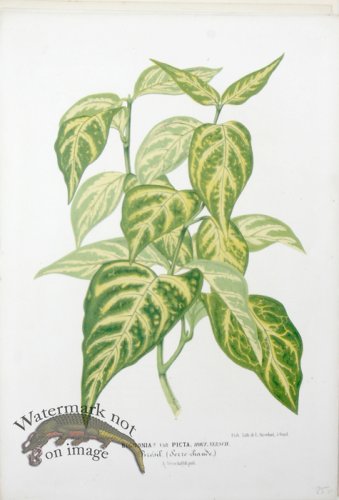 (image for) Horticult LP 04