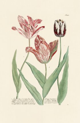 (image for) Weinmann Pl 995