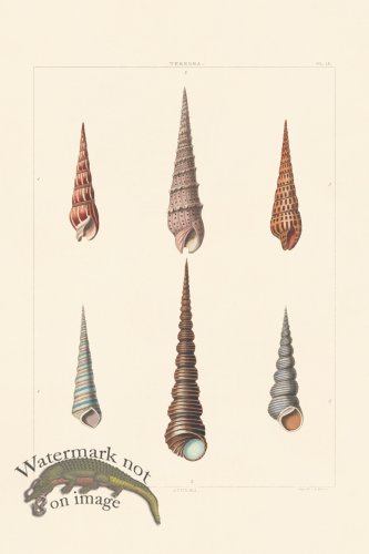 (image for) Perry Shell 16