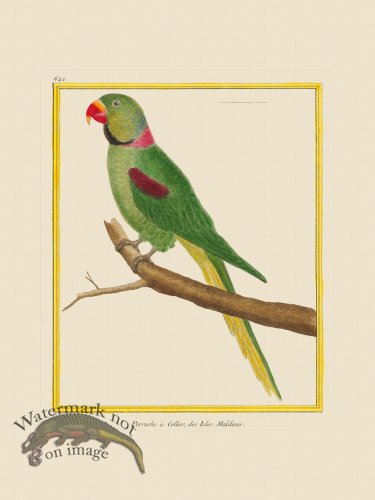 (image for) Martinet Bird 642