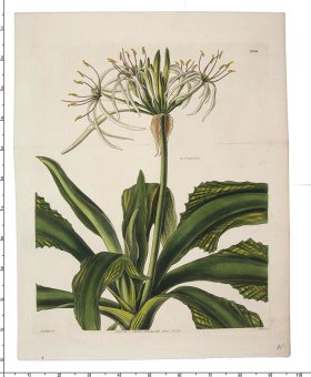 Curtis Botanical 079