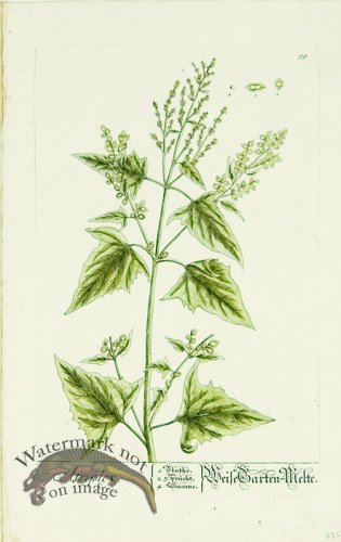 (image for) Blackwell German 095