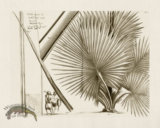 (image for) HORTUS VOl 03 03