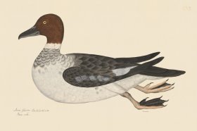 Rudbeck CFA 230 Goldeneye Female