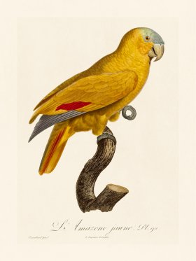 Barraband Parrot 090