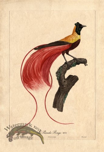 (image for) Barraband 03