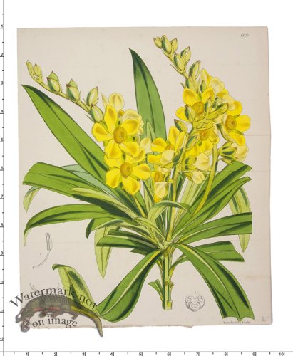 (image for) Curtis Botanical 014