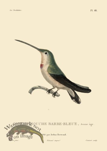 (image for) Humming Bird 48