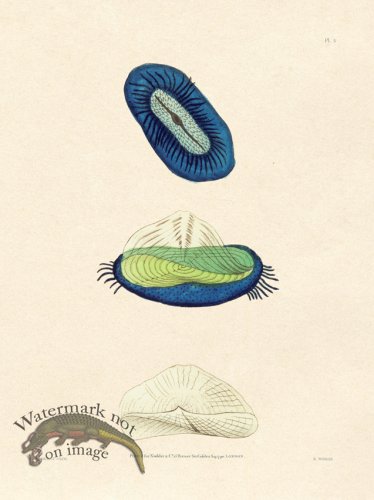 (image for) Shaw Nodder SL 05