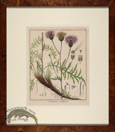 (image for) Hayne\'s Botanical in Burl 08