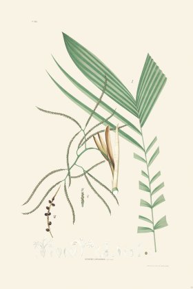 Rodrigues Palm Front 042