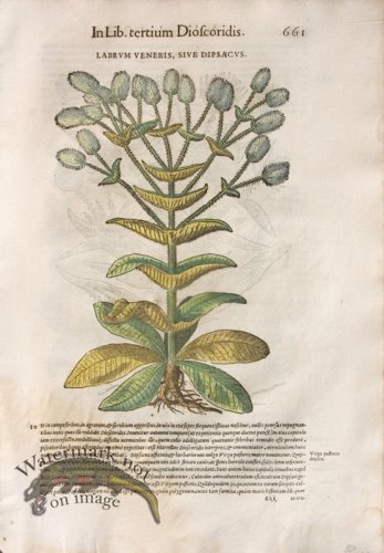 (image for) WB Botanicals 22