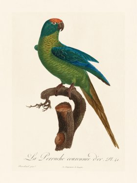 Barraband Parrot 041
