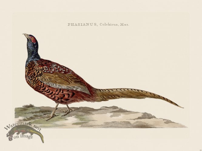 (image for) Nozeman Bird 118