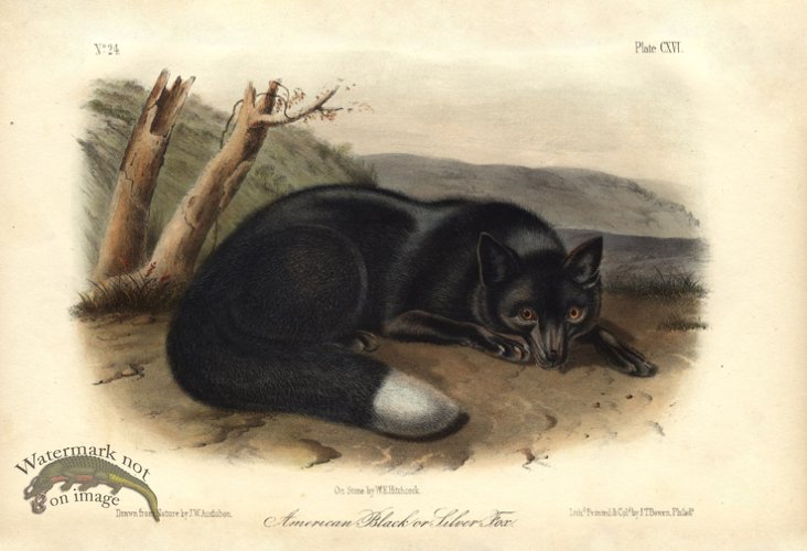(image for) Black Fox