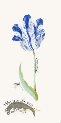 (image for) Blue Tulip 01