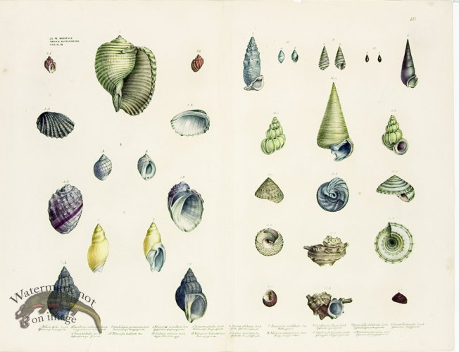 (image for) Goldfuss Shell pl 433