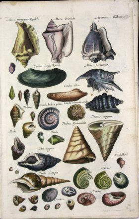 1660_Sea_life_32