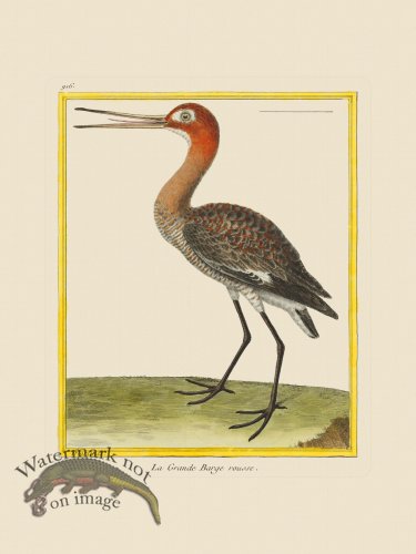 (image for) Martinet Bird 916