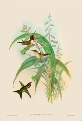 Gould Hummingbird 143