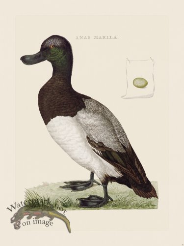 (image for) Nozeman Bird 054