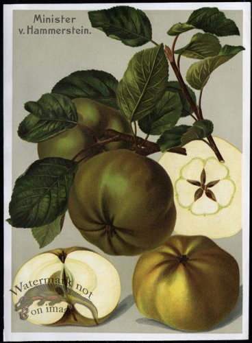 (image for) Fruit 28