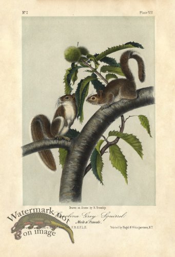 (image for) Carolina Grey Squirrel