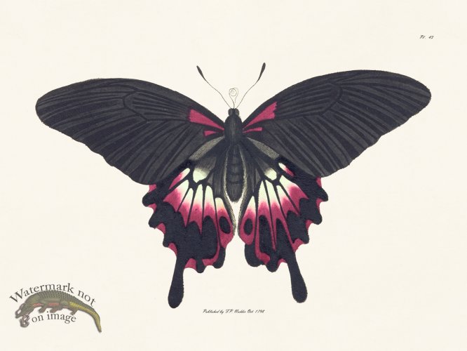 (image for) Nodder BF 43