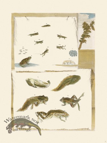 (image for) Merian Metamorphosis 71