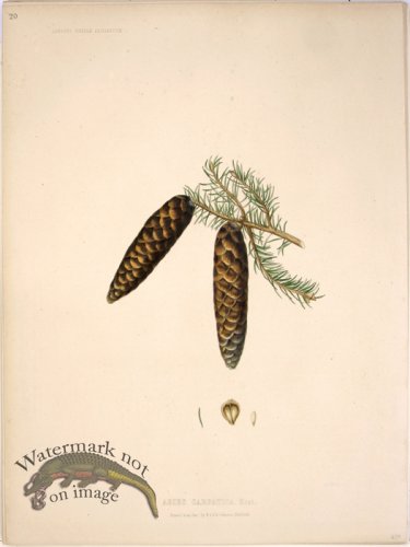 (image for) Lawson Pine Cone 13