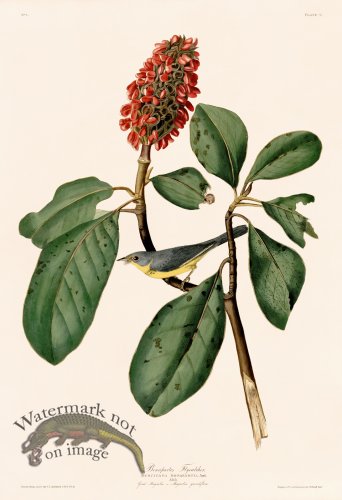 (image for) 005 Bonapartes Flycatcher