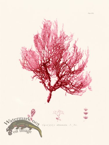 (image for) Bradbury Seaweed 109