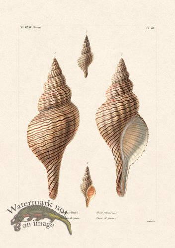 (image for) French Shell 041