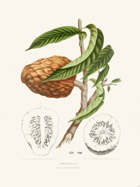 (image for) Horticulture of Java 19