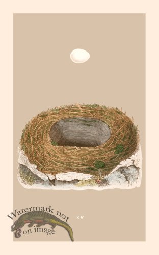 (image for) Morris Nest 15