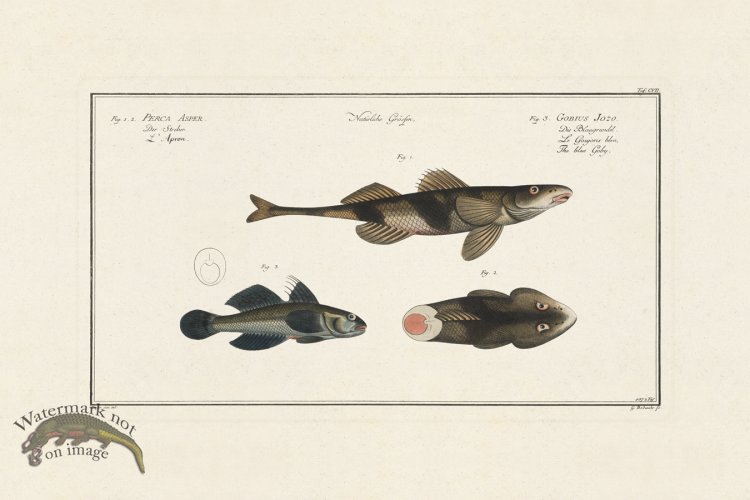 (image for) BLOCH FISH 107