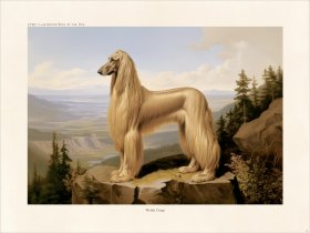 CFA Dog Afghan Hound 02