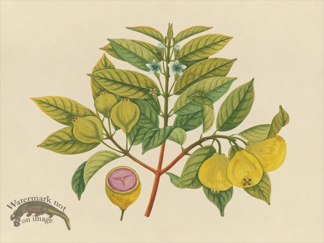 (image for) Far East Fruit and Flowers 14