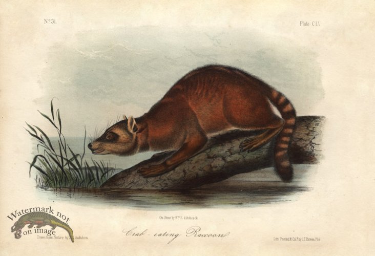 (image for) Crab Eating Raccoon